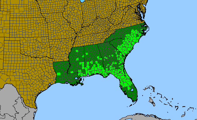 The range of Stylisma patens